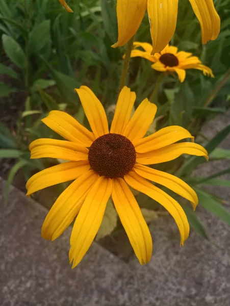 parlak turuncu çiçekler Ekinezya