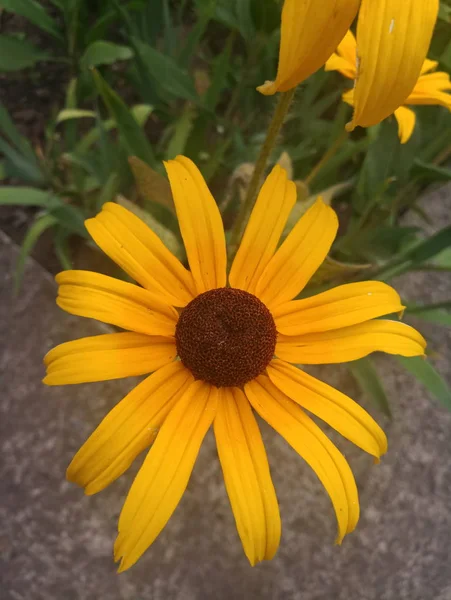 parlak turuncu çiçekler Ekinezya