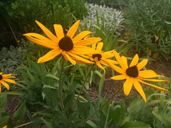 parlak turuncu çiçekler Ekinezya