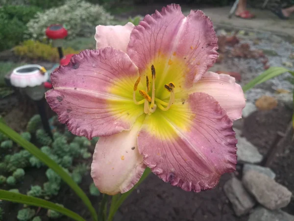 Güzel pembe zambak çiçeği