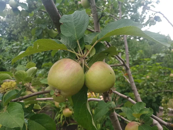 Grönt Äpple Trädgren — Stockfoto