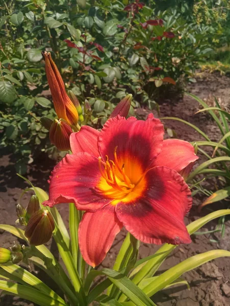 Schöne Blume Einer Roten Lilie — Stockfoto