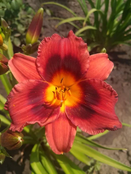 kırmızı bir zambak güzel çiçek