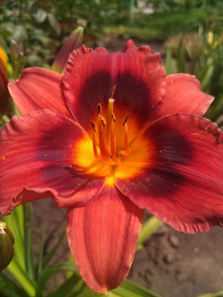 Hermosa Flor Lirio Rojo —  Fotos de Stock