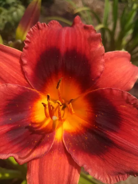 kırmızı bir zambak güzel çiçek