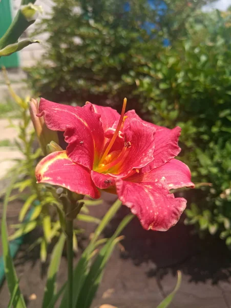 Bela Flor Lírio Vermelho — Fotografia de Stock