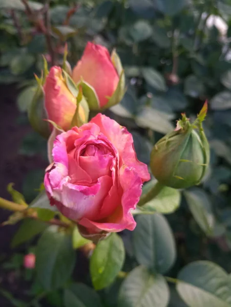 Blanco Escarlata Hermosa Rosa Arbusto —  Fotos de Stock