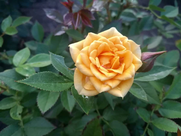 Delicate Yellow Beautiful Rose — Stock Photo, Image