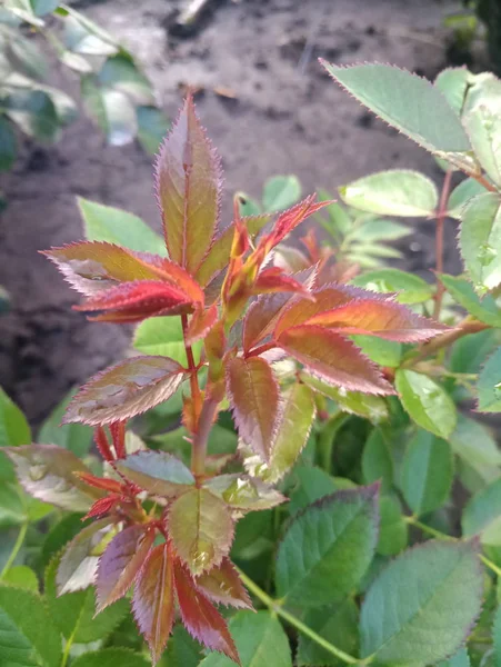 Uçarı ve dikenli gül Bush'larda Şubesi