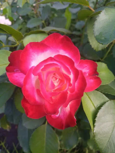 beyaz ve kırmızı güzel gül bir Bush