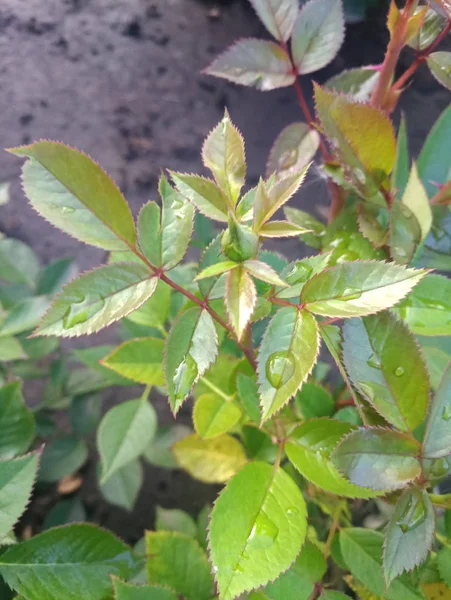 Uçarı ve dikenli gül Bush'larda Şubesi