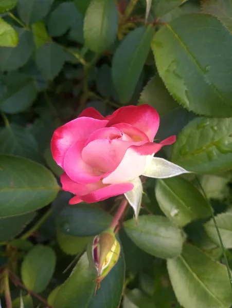 Biały Szkarłat Piękna Róża Krzaku — Zdjęcie stockowe