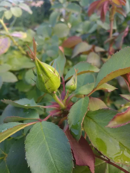 Маленький Бутон Цветущая Роза Кусте — стоковое фото