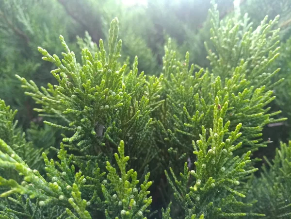 Cespuglio Conifere Verde Brillante — Foto Stock
