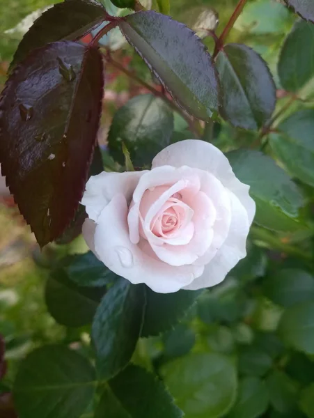 Pequeña Rosa Suavemente Rosa —  Fotos de Stock