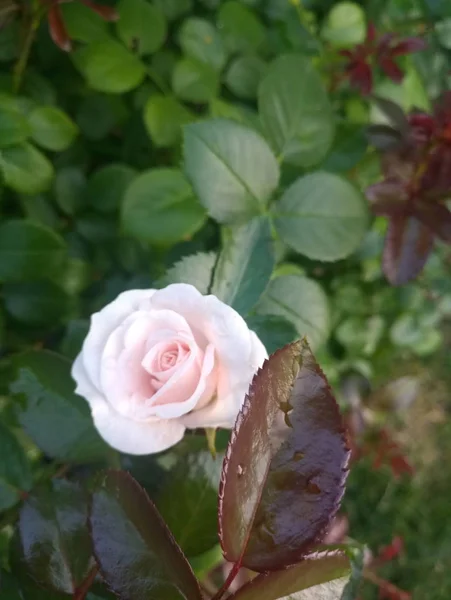 Rose Douce Petite Rose — Photo