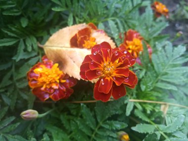 marigolds - sarı güzel çiçekler