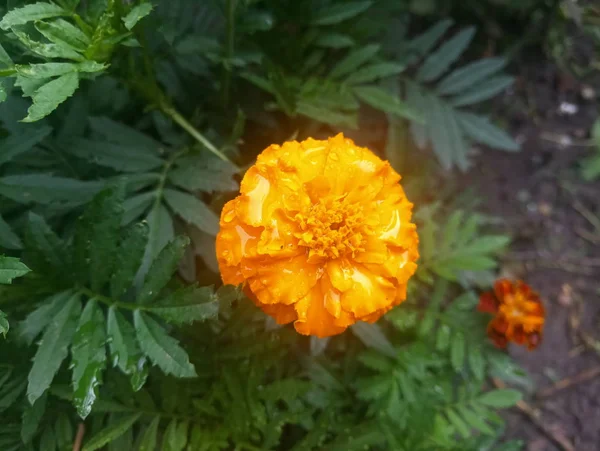 Marigolds Sárga Gyönyörű Virágok — Stock Fotó