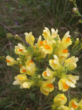 küçük güzel kır çiçekleri sarı