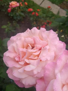 büyük yaprakları ile güzel pembe gül