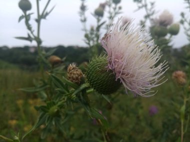 mor çiçekler dikenleri alanında