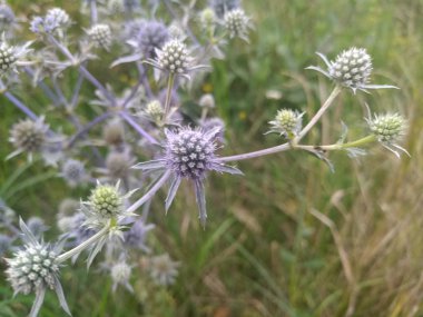 güzel bir omurga çiçek