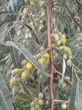 Yeşil çilek ile bir ağaç dalı