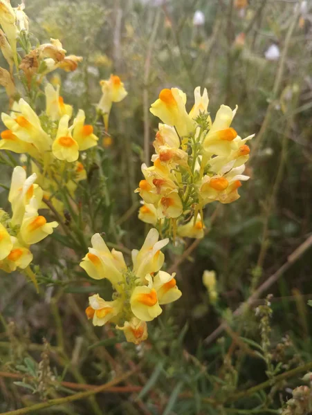 Amarillo Pequeñas Flores Silvestres Hermosas — Foto de Stock