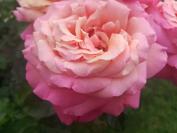 Mooie Roze Roos Met Grote Bloemblaadjes — Stockfoto