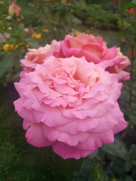 Mooie Roze Roos Met Grote Bloemblaadjes — Stockfoto