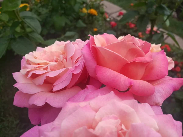 Piękna Róża Różowy Dużymi Płatkami — Zdjęcie stockowe