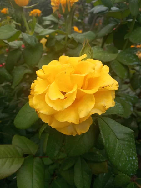 Rosa Amarilla Hermosa Follaje —  Fotos de Stock