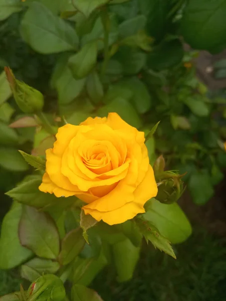 Yellow Beautiful Rose Foliage — Stock Photo, Image