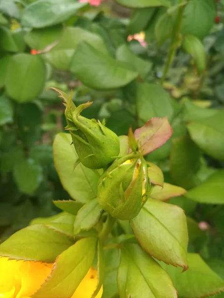 Желтая Роза Листве — стоковое фото