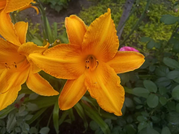 Grande Lírio Bonito Amarelo — Fotografia de Stock