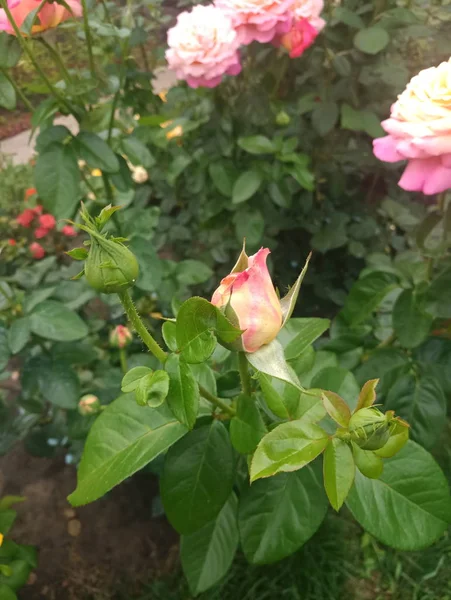 Unblown Różowy Pąk Róży Liści — Zdjęcie stockowe