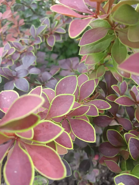 Hermoso Arbusto Con Hojas Color Verde Púrpura —  Fotos de Stock