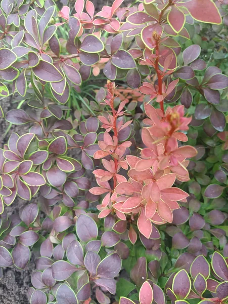 Hermoso Arbusto Con Hojas Color Verde Púrpura —  Fotos de Stock