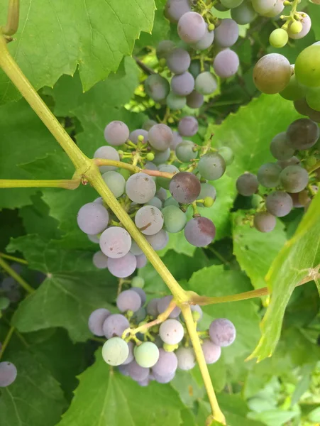 Mûrissement Bouquet Raisins Sur Buisson — Photo