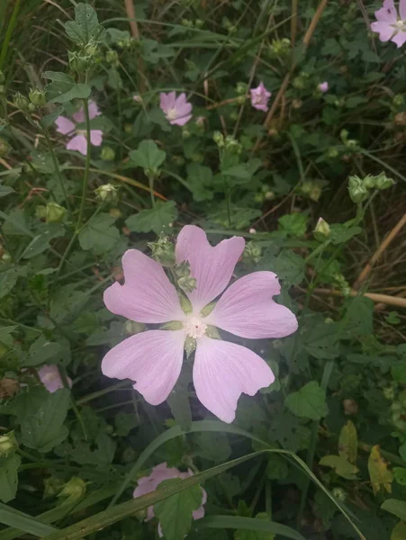 Fleur Violet Tendre Rose Hanche — Photo