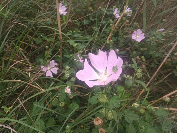 Tender Violet Flower Rose Hip — Stock Photo, Image