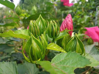 Güzel Hibiscus çiçek kırmızı renk