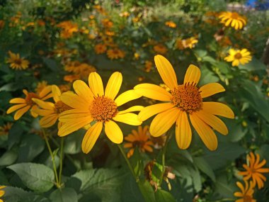 Ekinezya çiçek - tıbbi bitki