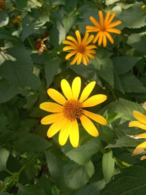 Ekinezya çiçek - tıbbi bitki