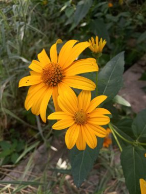 Ekinezya çiçek - tıbbi bitki