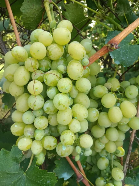 Jagody Soczyste Winogrona Duży — Zdjęcie stockowe