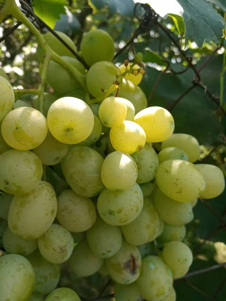 Baies Gros Raisins Juteux — Photo