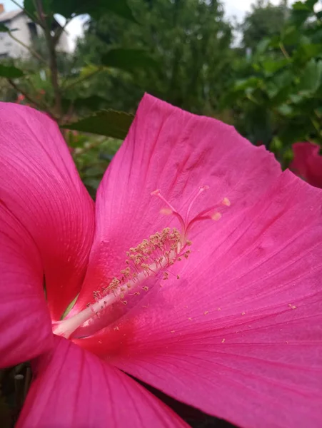 Beautiful Hibiscus Flower Scarlet Color — Stock Photo, Image