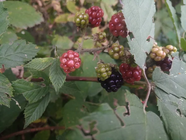 Ripening Wild Berries Branch — Stock Photo, Image