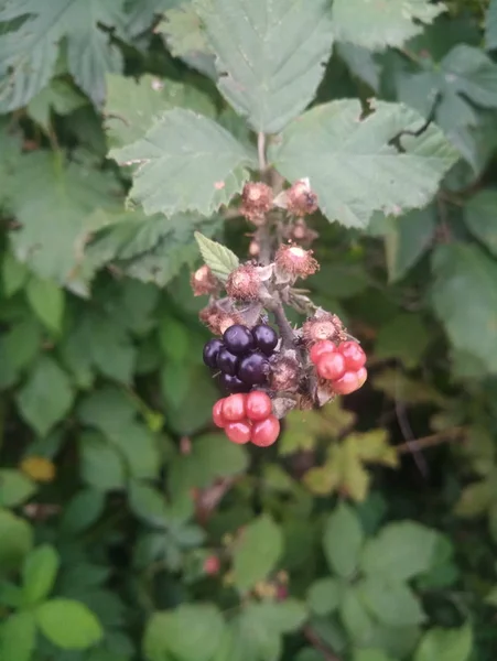 Ripening Wild Berries Branch — Stock Photo, Image
